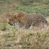 Levhart skvrnity - Panthera pardus - Leopard o8624